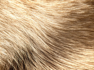 dog fur (13) - 62359992