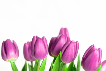 Rand aus schönen lila Frühlingstulpen