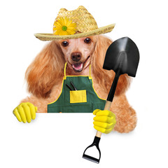 Dog gardener over white banners