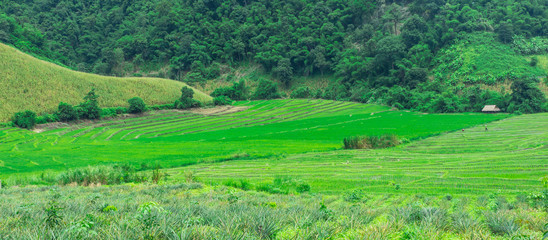 Fototapeta na wymiar Green Terraced Rice Field in Chiangrai, Thailand
