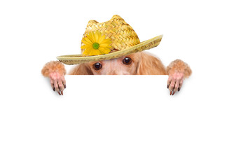 dog over white banners