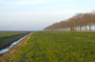 Trees in winter in the light of sunrise
