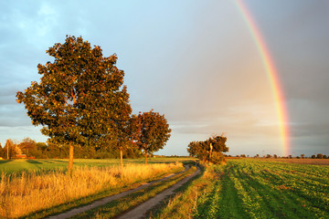 Rainbow over field