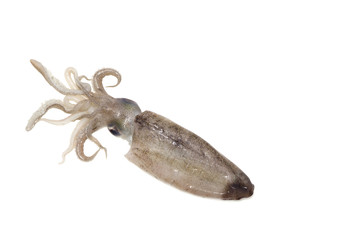 Fototapeta premium Freshly squid isolated on white background
