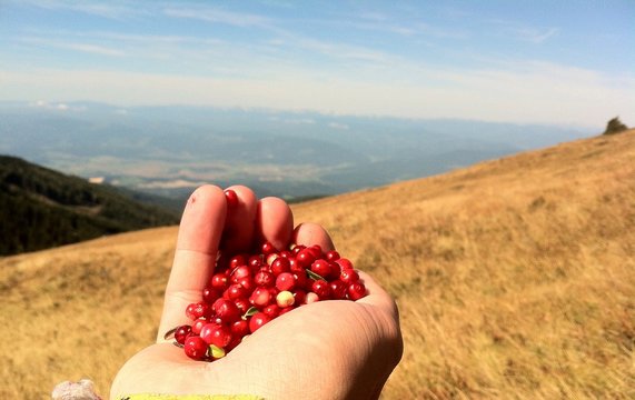Selbstgepfl&uuml;ckte Preiselbeeren in der Hand