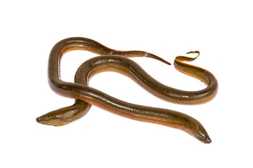 Long eel isolated on a white background
