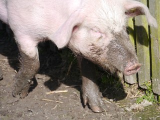 A domestic pig in the mud at a childrens farm