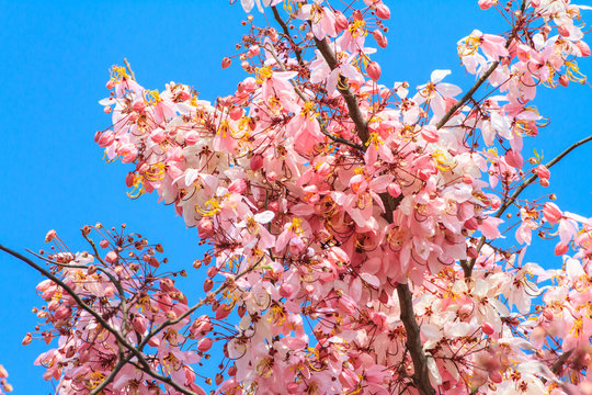 Wishing tree, pink shower, cassia bakeriana craib flower