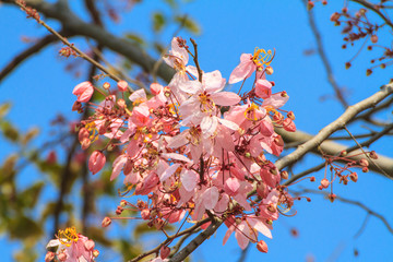 Wishing tree, pink shower, cassia bakeriana craib flower