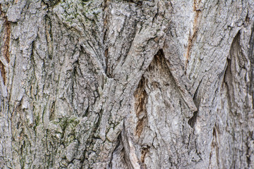 Bark
