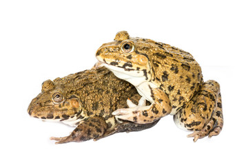 Frog on a white background