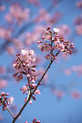 cherry blossom flower in hokkaido