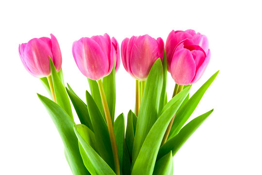 bouquet of pink tulips isolated