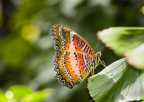 Red Lacewing Butterfly