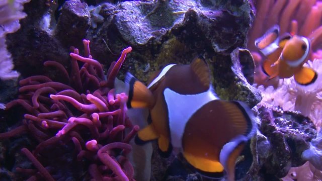 Clownfische laichen - Anemonefische mit Gelege