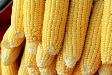 Sweet corn in the market
