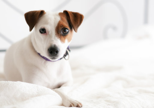Jack Russel Gretchen