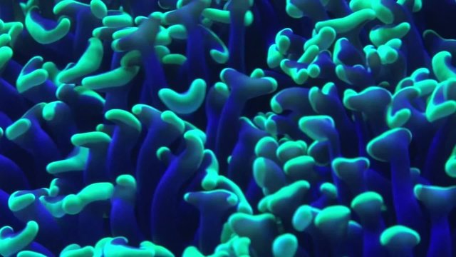 Korallen und Anemonen fluoreszieren unter Blaulicht
