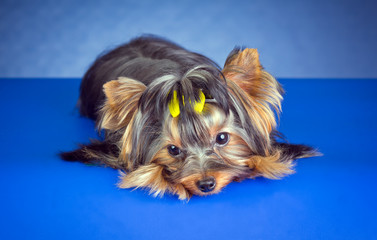 Young Yorkshire Terrier lying