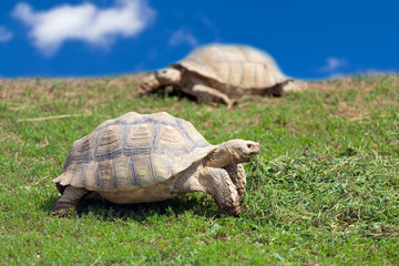 Two large tortoises
