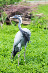 Demoiselle Crane