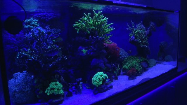 Meerwasser Aquarium unter Blaulicht