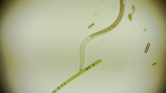 Lustiger Fadenwurm spielt mit einer Alge