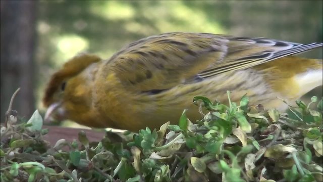 Kanarienvogel Video