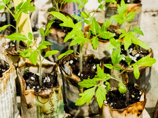 Greening tomato seeds in planting pots in spring.