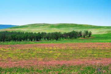 Spring flower meadow