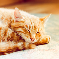 Little Red Kitten Sleeping On Bed