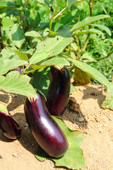 Eggplant fruits growing in the garden