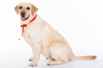 Lovely labrador dog with red ribbon