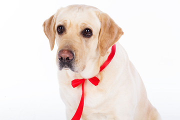 Lovely labrador dog with red ribbon
