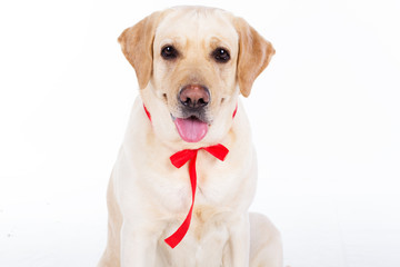 Lovely labrador dog with red ribbon