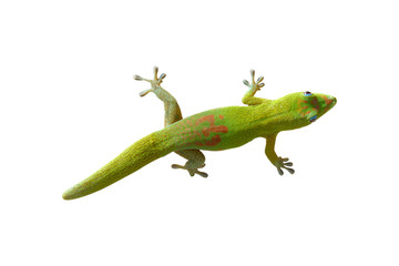 Geko de La Réunion sur fond blanc