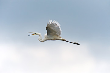 White heron