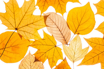 Naklejka na ściany i meble collection beautiful colorful autumn leaves
