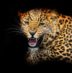 Naklejka premium Portrait of leopard in its natural habitat