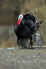Turkey
