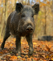 Wild boar