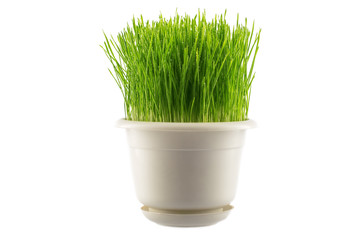 Green grass in white pot, isolated on white