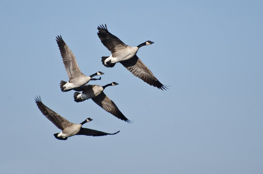 Four Canada Geese Flying in Blue Sky