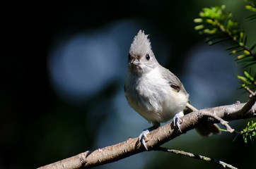 Tufted Titmouse Perched on a Branch