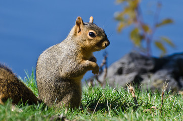 Cute Little Squirrel Standing in the Grass