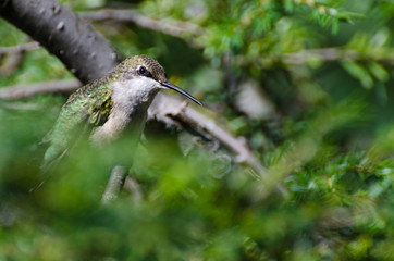 Ruby-Throated Hummingbird Perched in a Tree