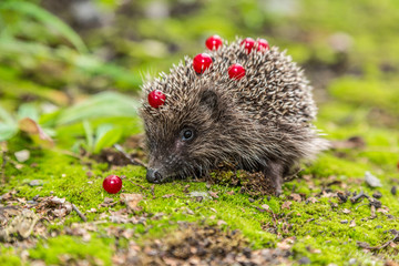 Wild Hedgehog is looking for a food