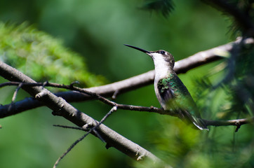 Hummingbird Looking for Trouble