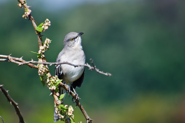 Northern Mockingbird Perched in a Tree