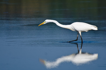 Great Egret Hunting for Fish in Autumn